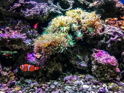 珊瑚之外的小丑鱼
